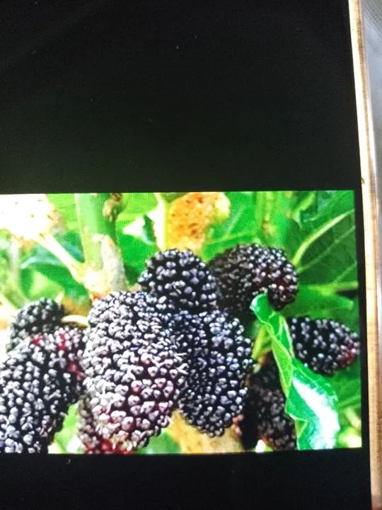Frutíferas produtivas! Amora, coqueiro anão abacate e mais!