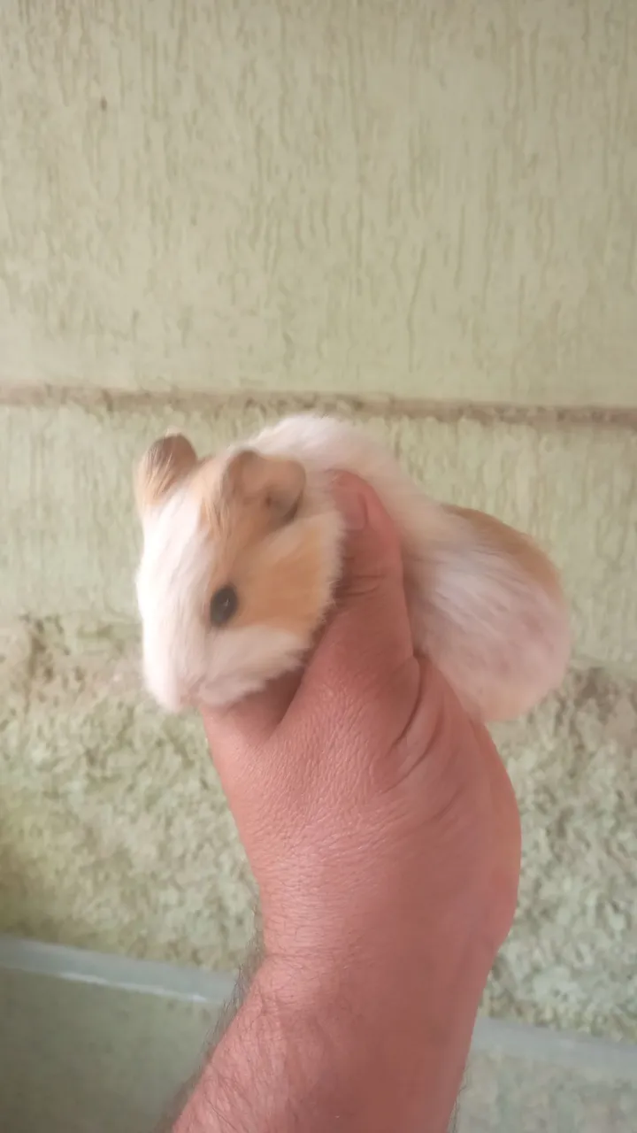 Lindo Porquinho da Índia