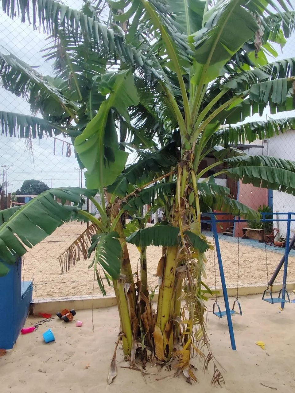 Doação de bananeiras (Prata e Maçã) - Foto 2