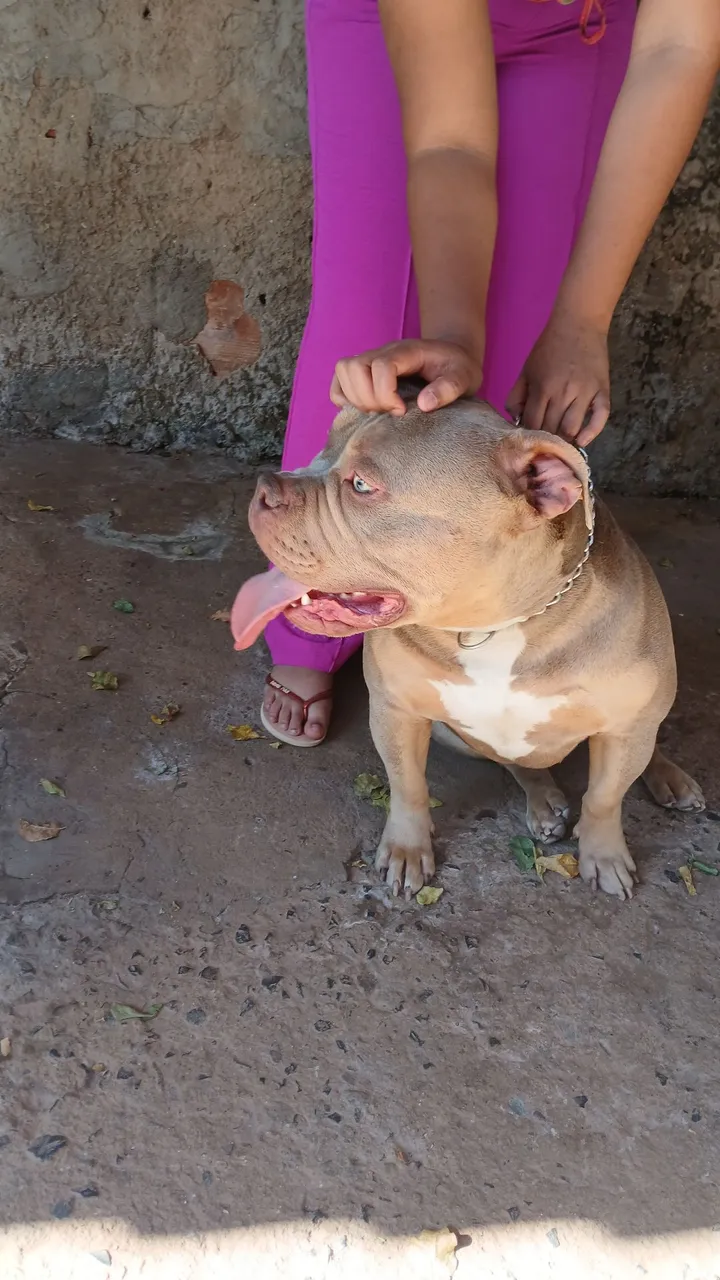 American Bully Macho 