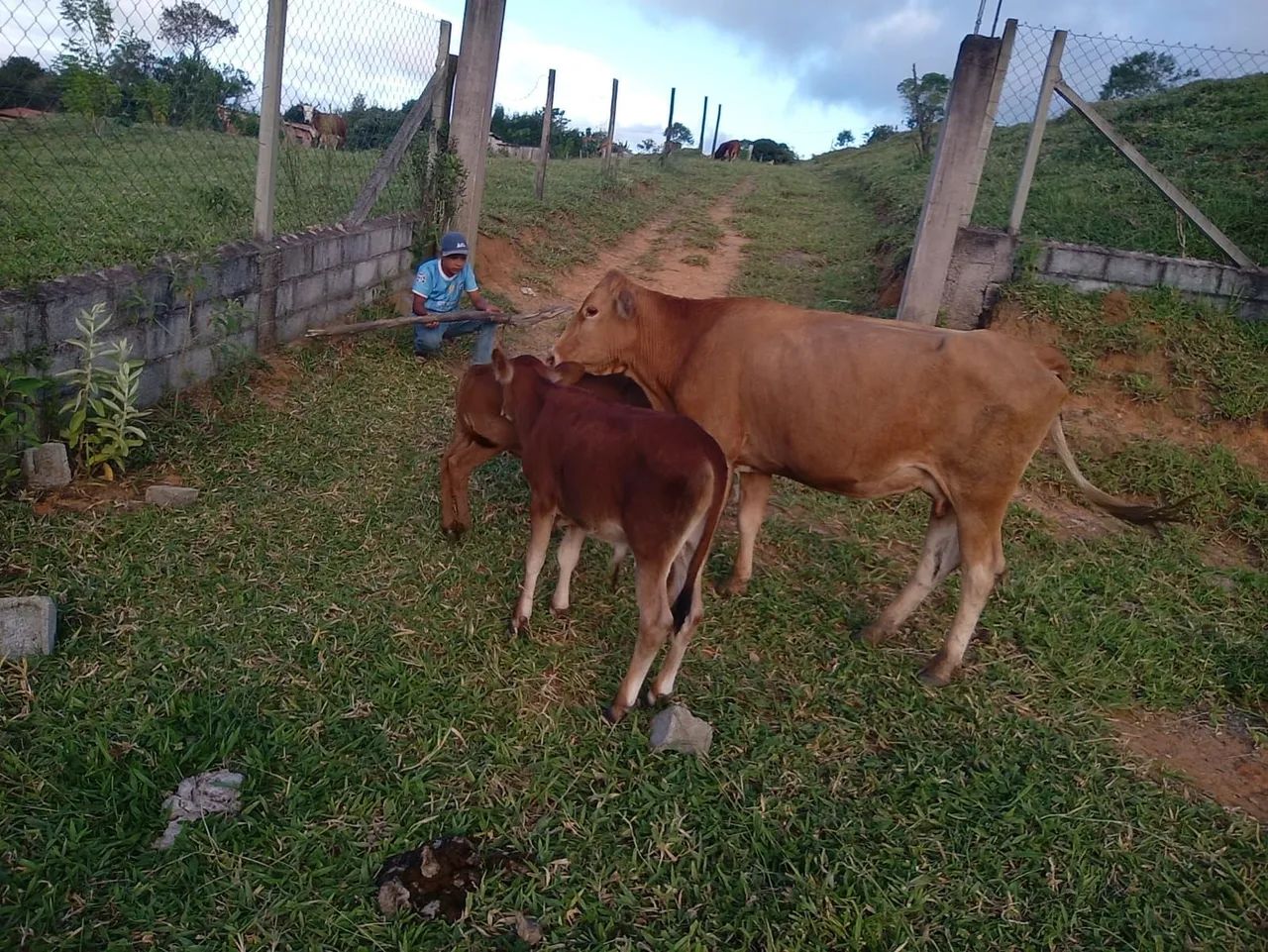 Vaca e Bezerro para Venda - Foto 2