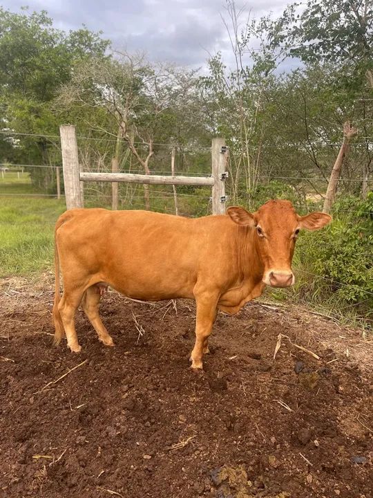 Mini vaca linda  - Foto 3