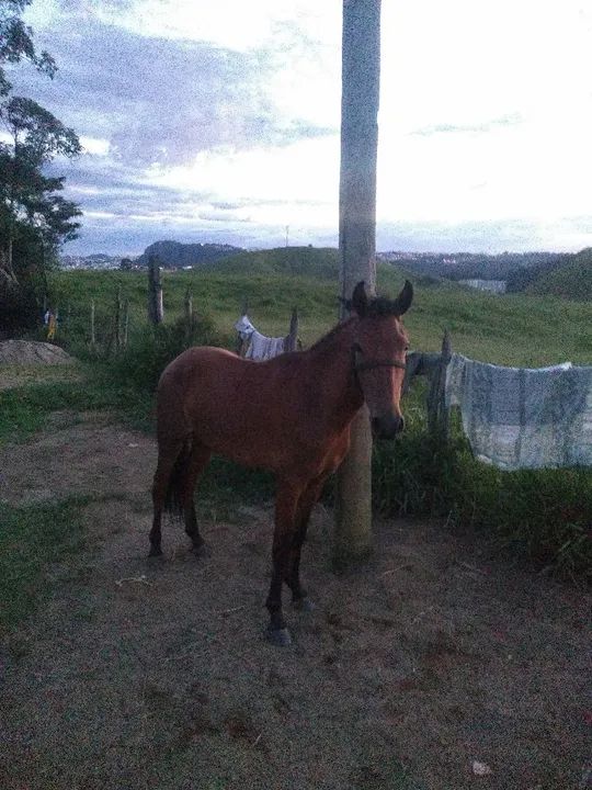 POTRO A AVENDA  - Foto 2