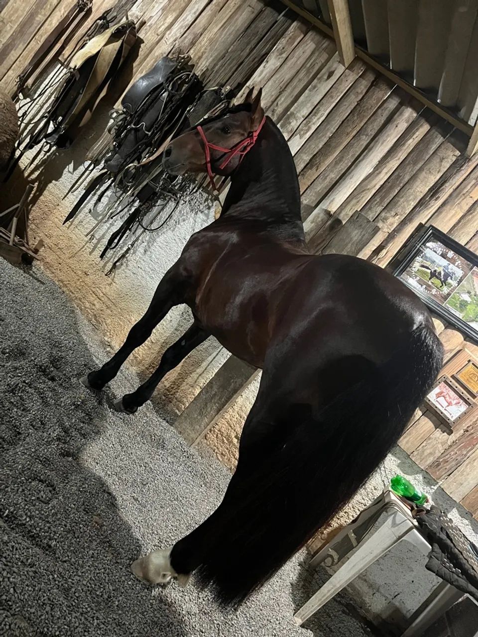 Bagual confirmado! - Foto 6