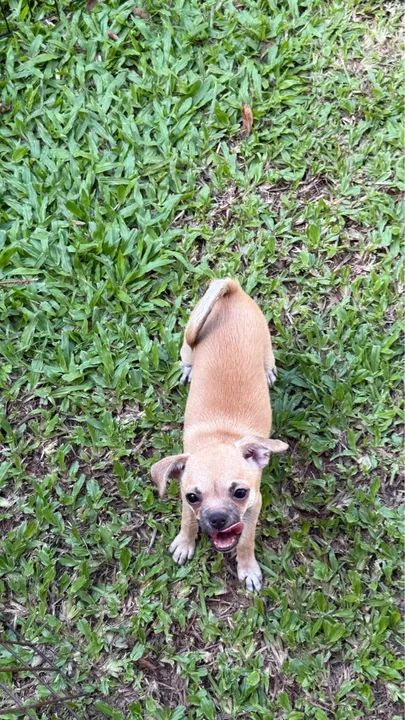 Dois filhotes de Chihuahua - Foto 2