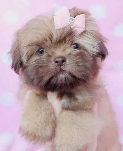 Shih-tzu - Fêmea cheia de charme !!