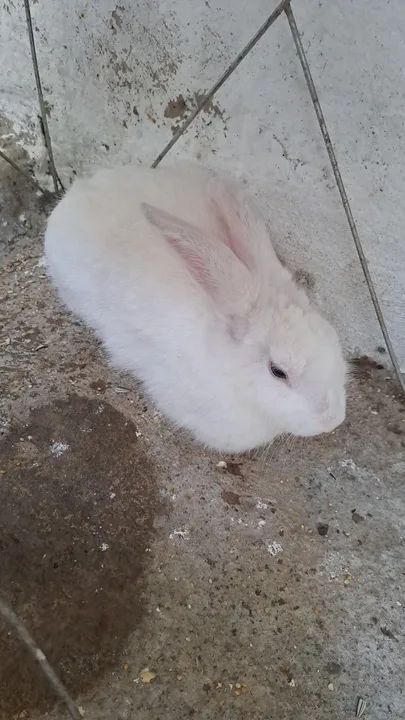 Casal de Coelho  - Foto 2