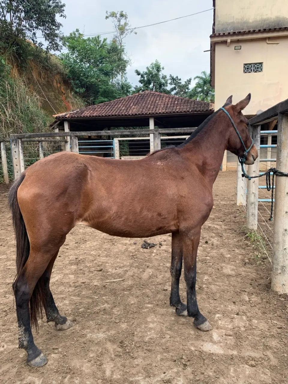 Mangalarga marchador