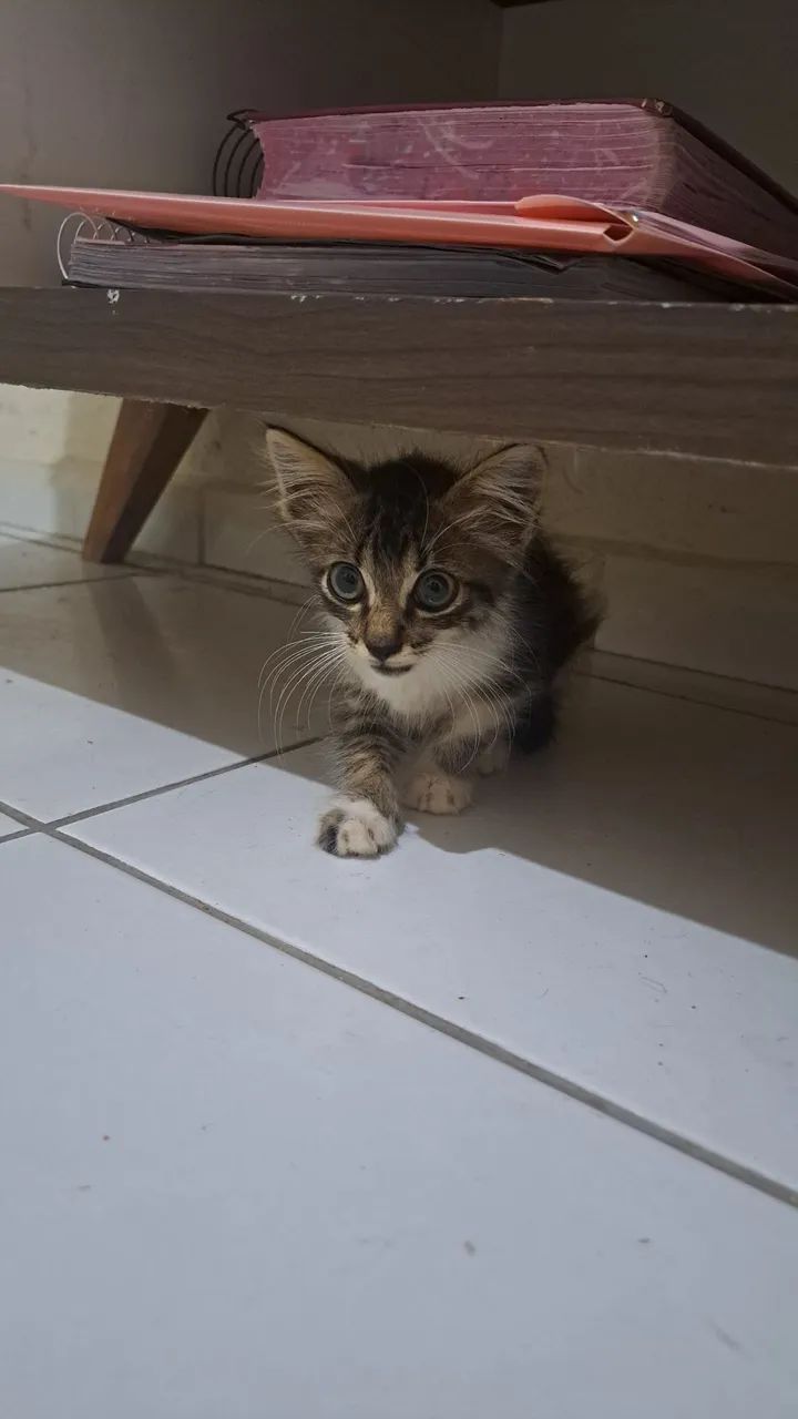 Gatinhos filhotes pra adoção responsável  - Foto 2