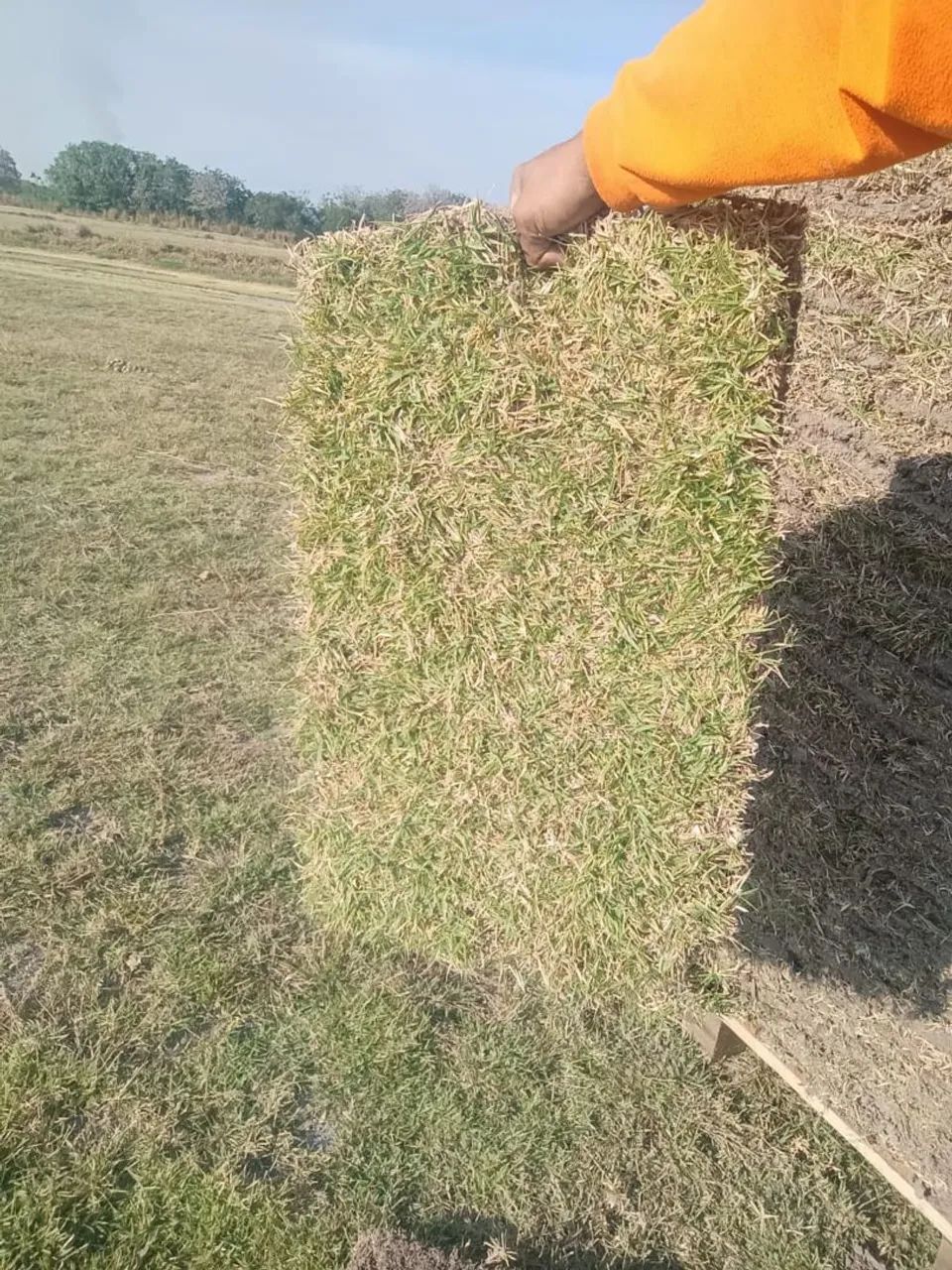 Grama 64304354624387121