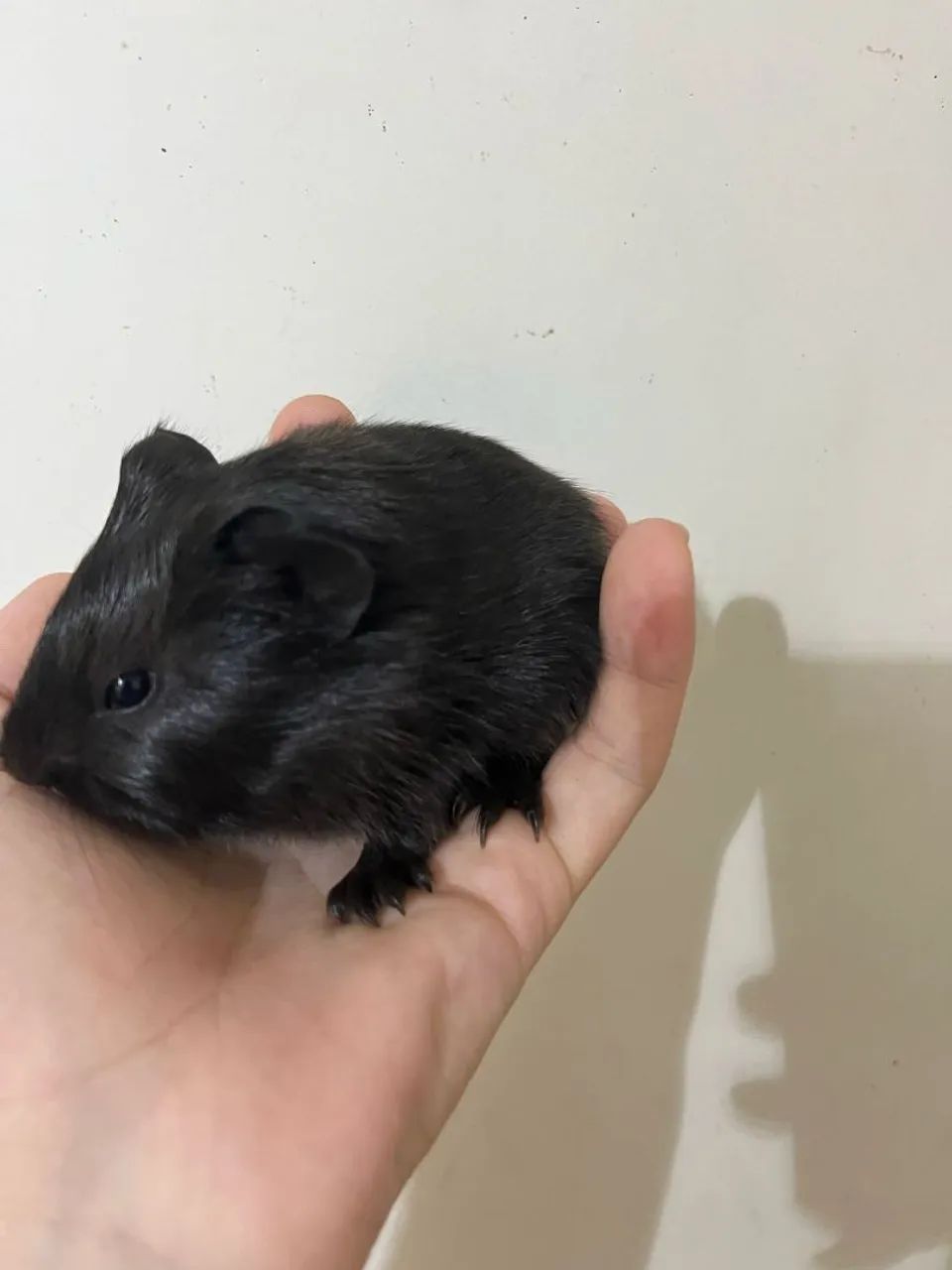 Filhote de porquinhos da Índia  - Foto 2