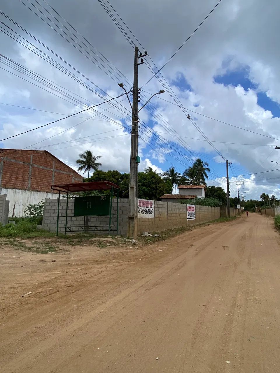 Foto - Feira de Santana - Papagaio