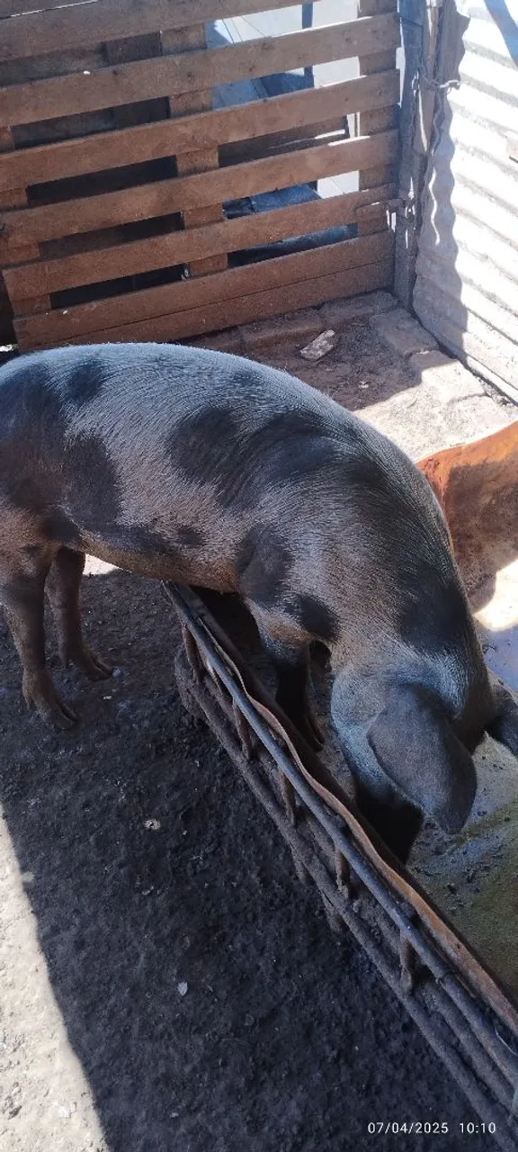 Porco para venda