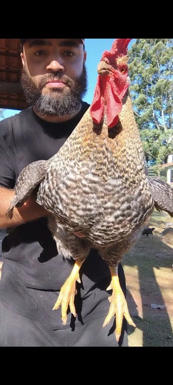 Vendo ou troco Galo Carijó  - Foto 2