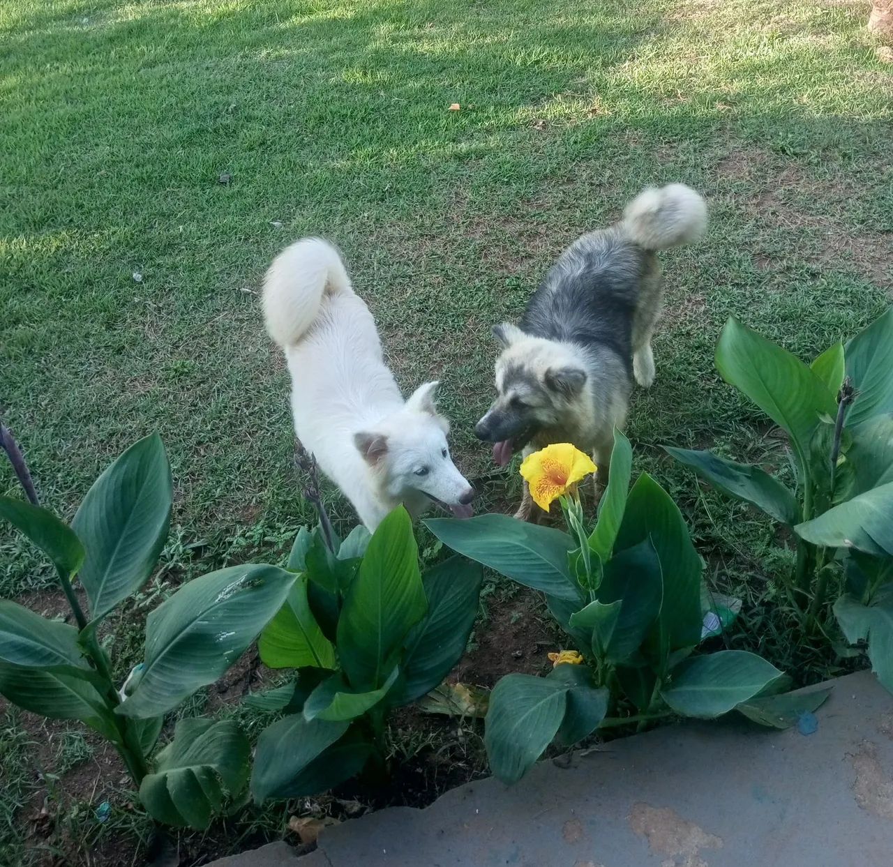 Akita inu.
