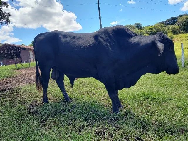 Boi Girolando Reprodutor 