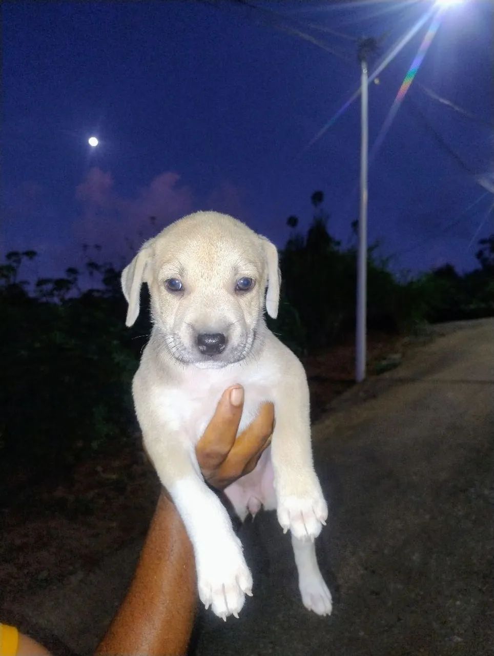 Filhote de cachorras fêmeas - Adote já!