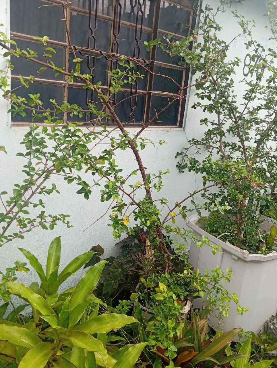 Muda de acerola produzindo. - Foto 2