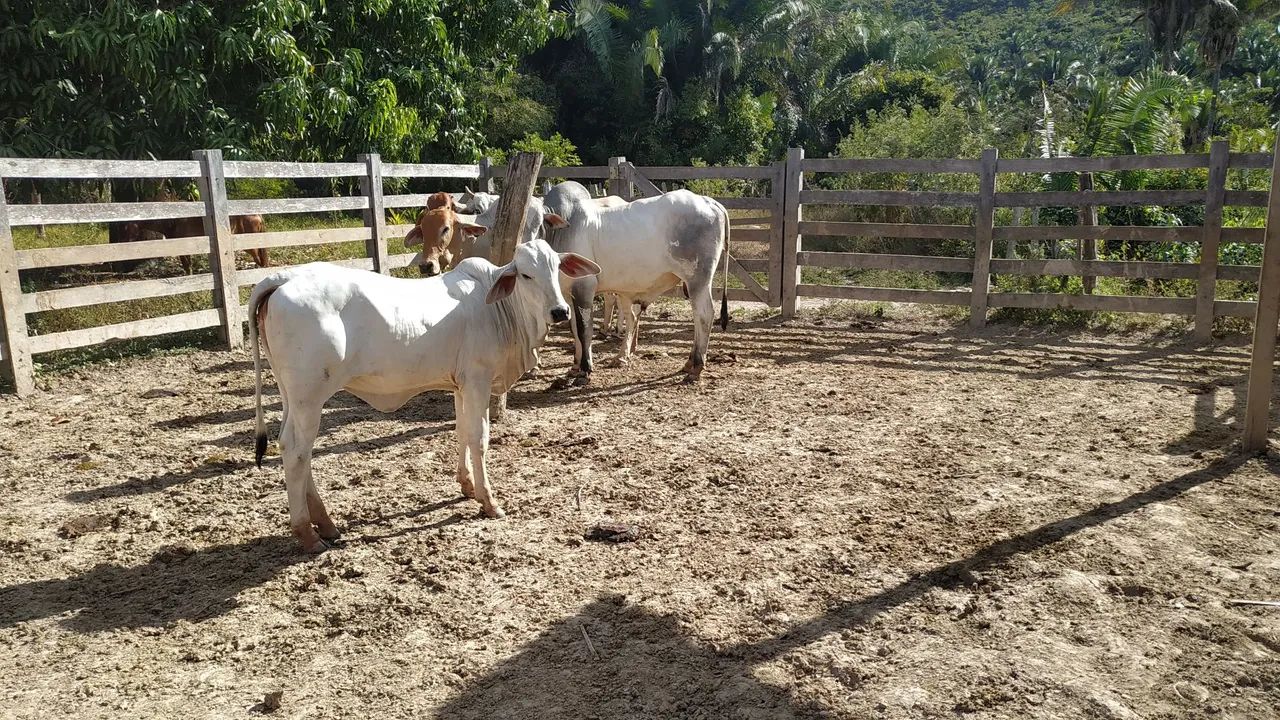 Fazenda Lagoa da Sombra - 25 KM de Itaipava do Grajaú - Foto 2