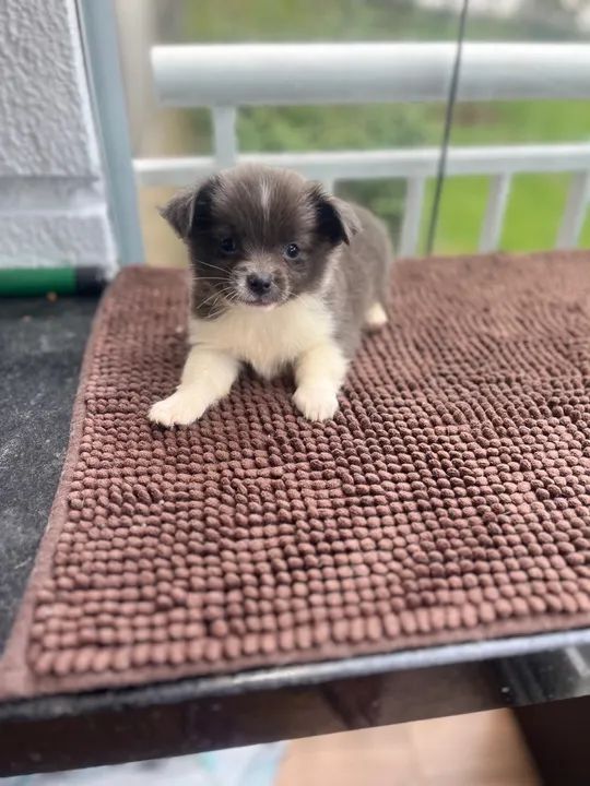 Chihuahua pelo longo blue, macho cor exótica  - Foto 2