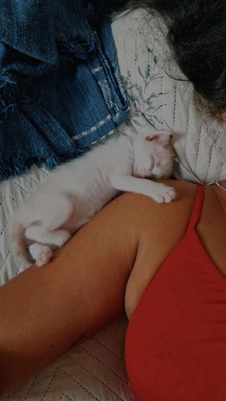 Dois Gatos Lindos para Adoção - Foto 2