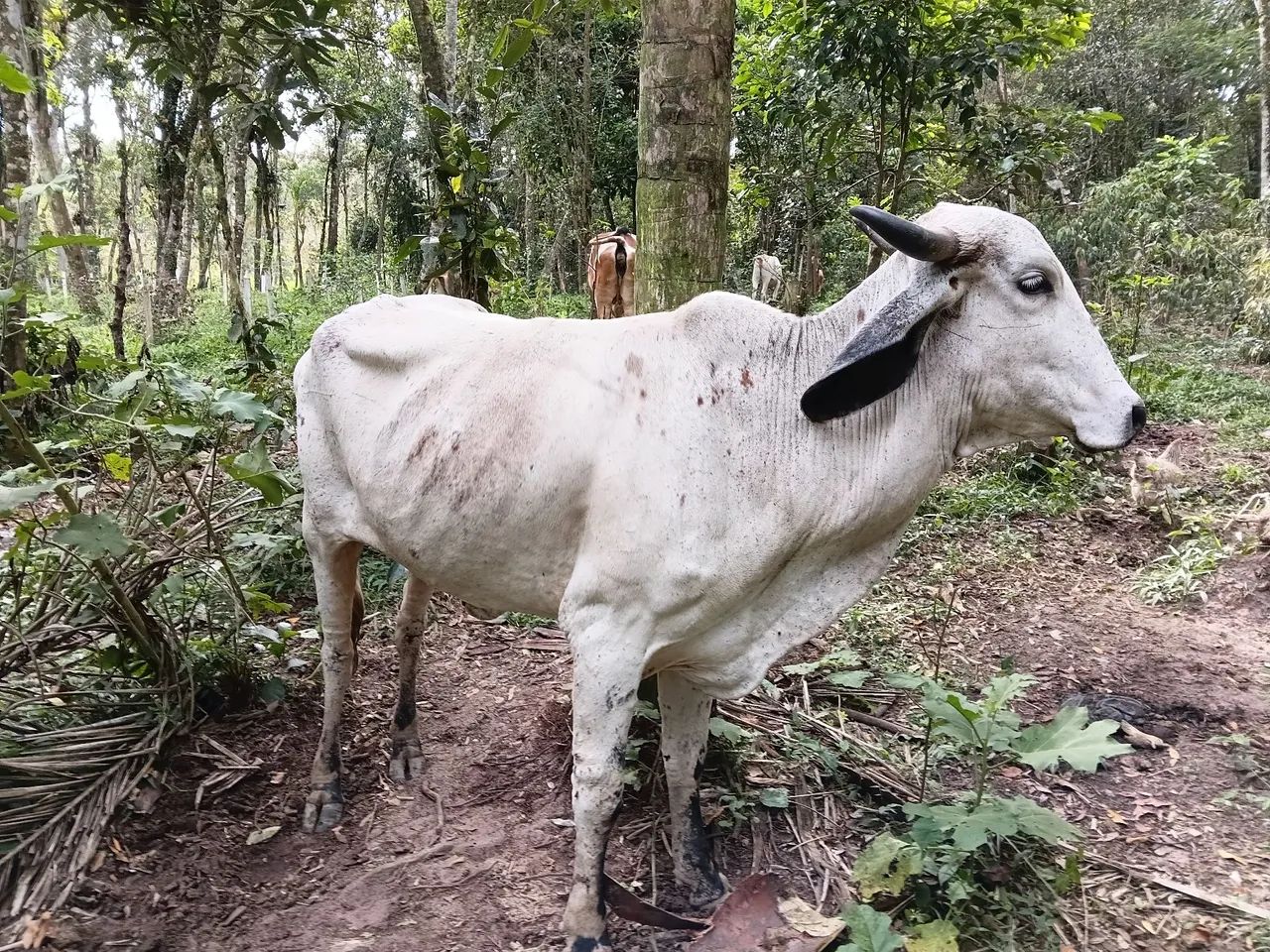 Vaca gir 1 de uma cria WhatsApp  *