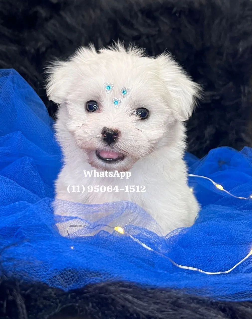 Maltês pronta entrega Cachorros Centro, Osasco 1445867997 OLX - Main Image
