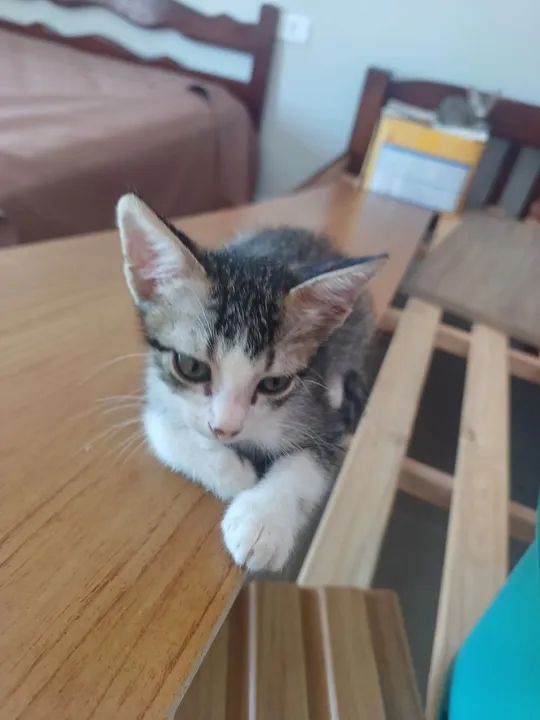 Doação responsável 