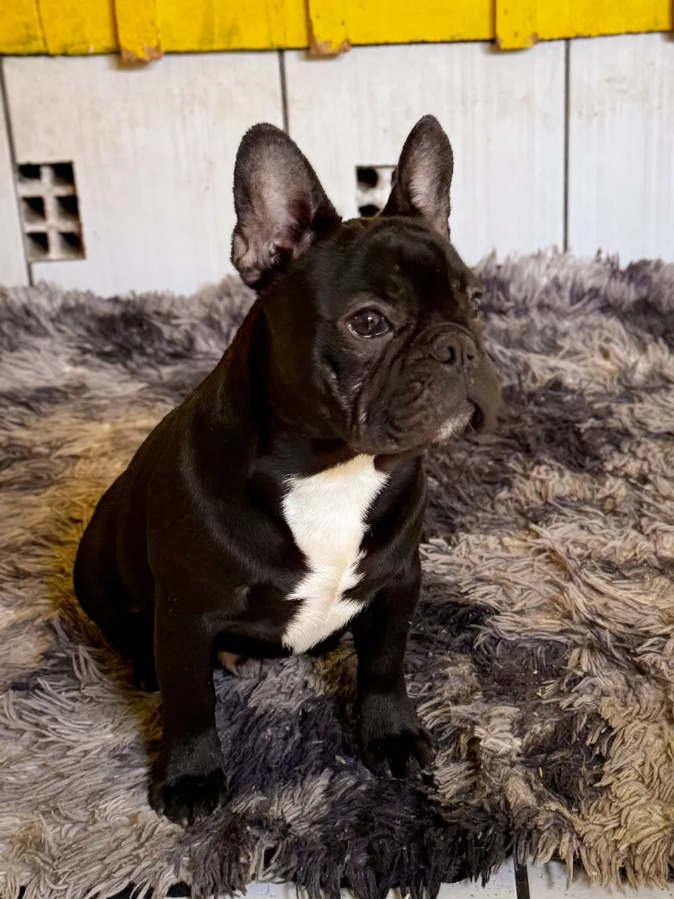 Filhote de Bulldog Francês