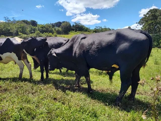 Boi Girolando Reprodutor  - Foto 3