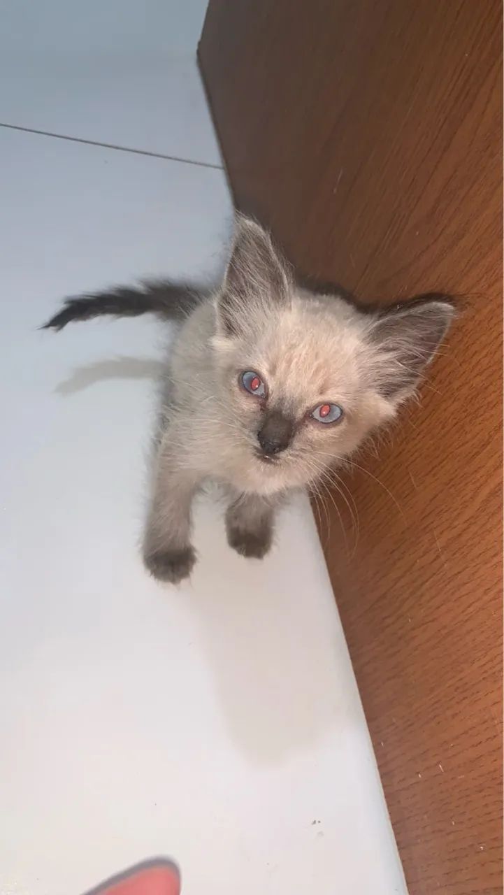 Gatinho Siamês disponível para adoção - Foto 3