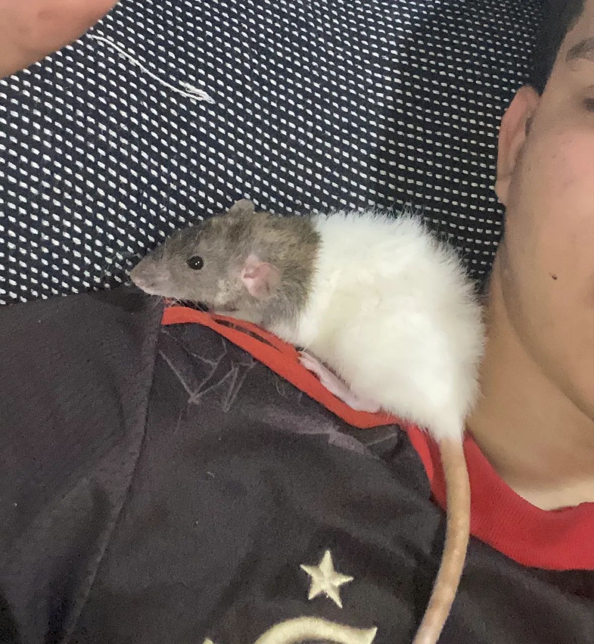 Rato de laboratório manço e dócil 