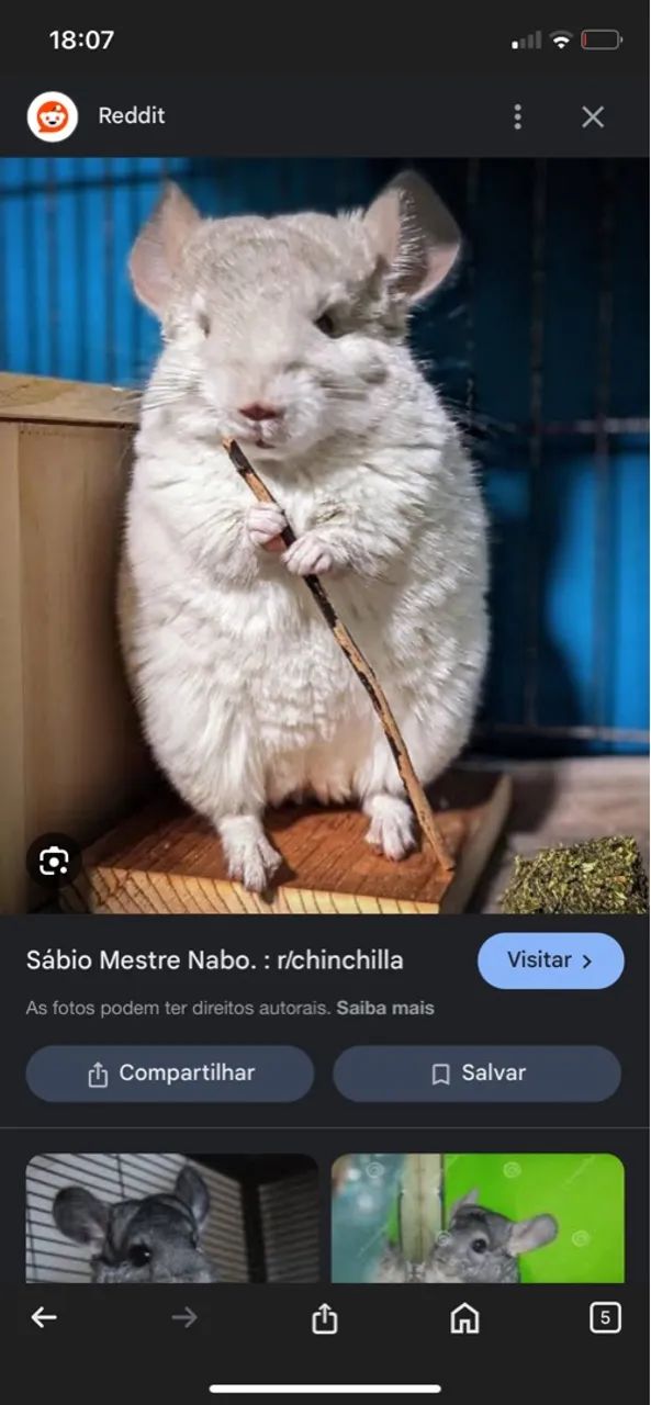 Vendo duas chinchilas machos por 400 as duas 