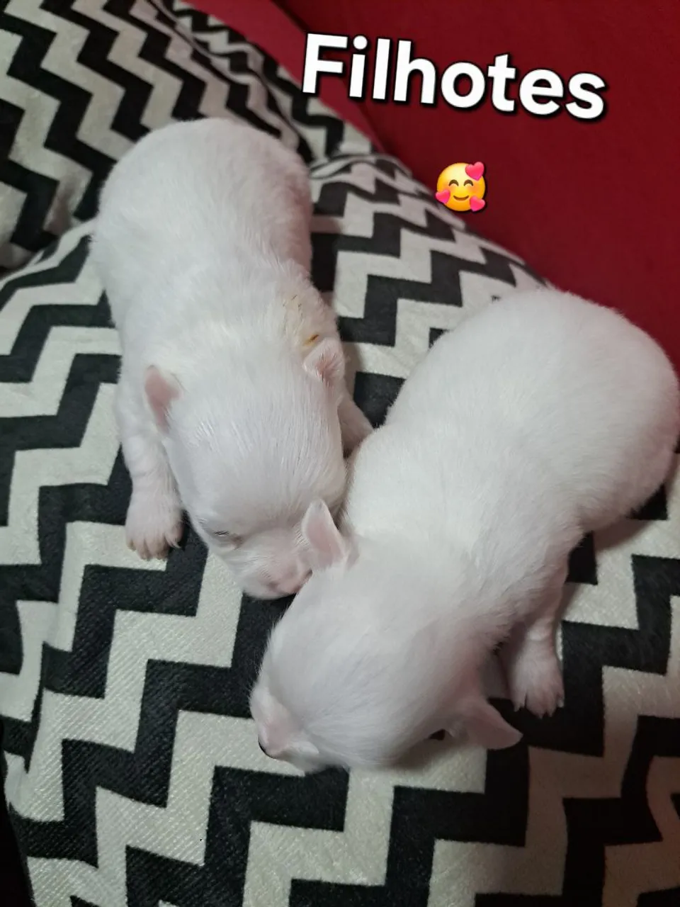 Filhotes de chihuahua macho com pelo longo