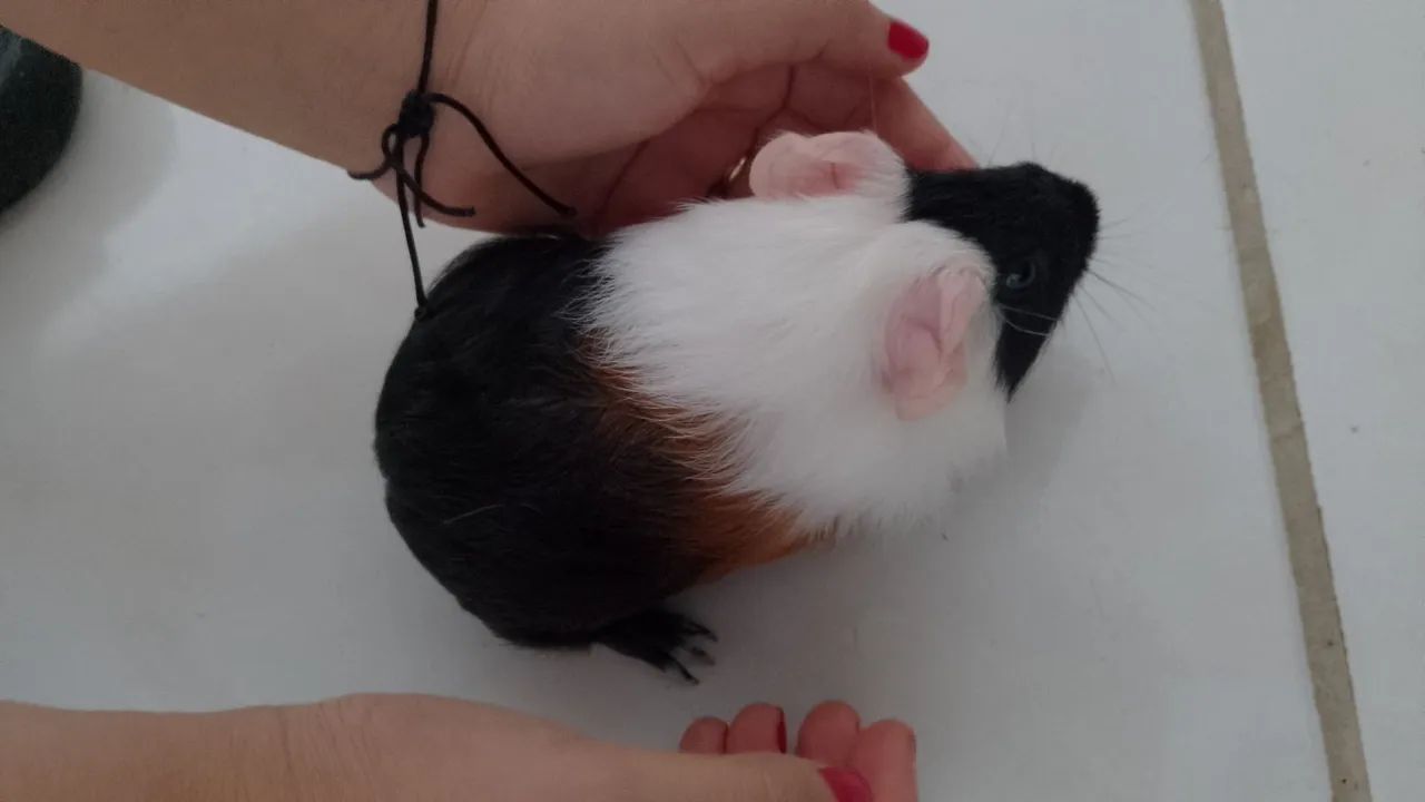 Vende-se porquinho da índia 