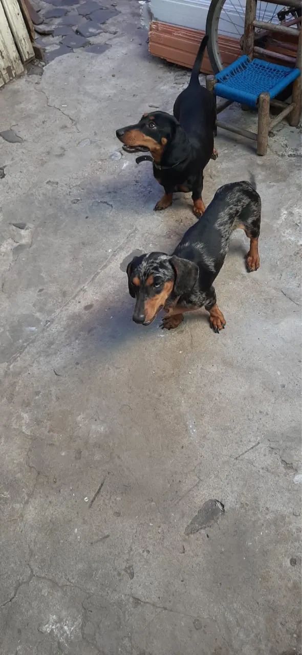 Casal de Dachshund Cachorros Salgado Filho, Santa Maria