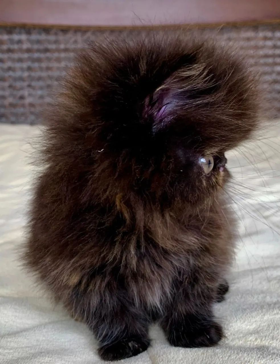 Show D/Gata Persa filhote Feméa Black Tortie pelo longo extremada,C/65 Dias Super Linda - Foto 5