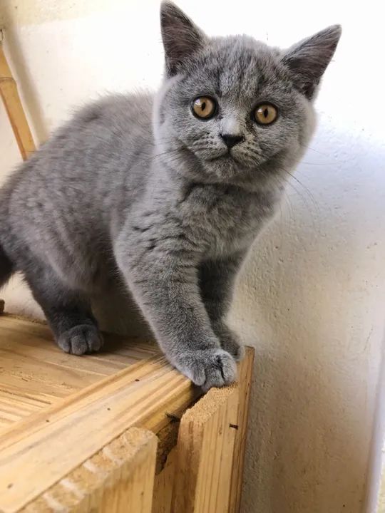 Filhotes para reserva Blue British Shorthair