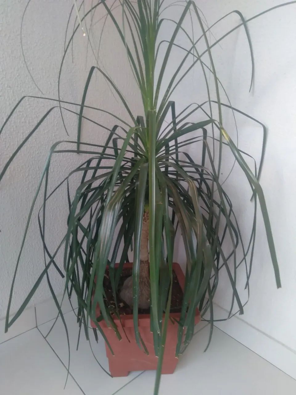 Planta espada de São Jorge  - Foto 5