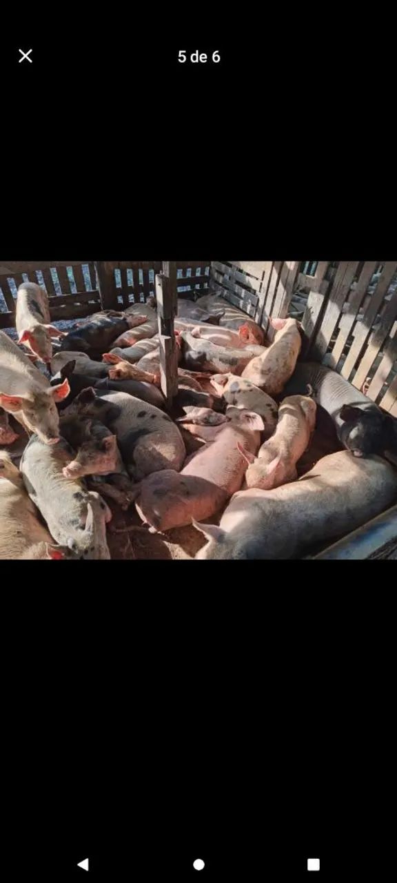 Vendo esses porcos preços variados 25kg a 60kg  - Foto 2