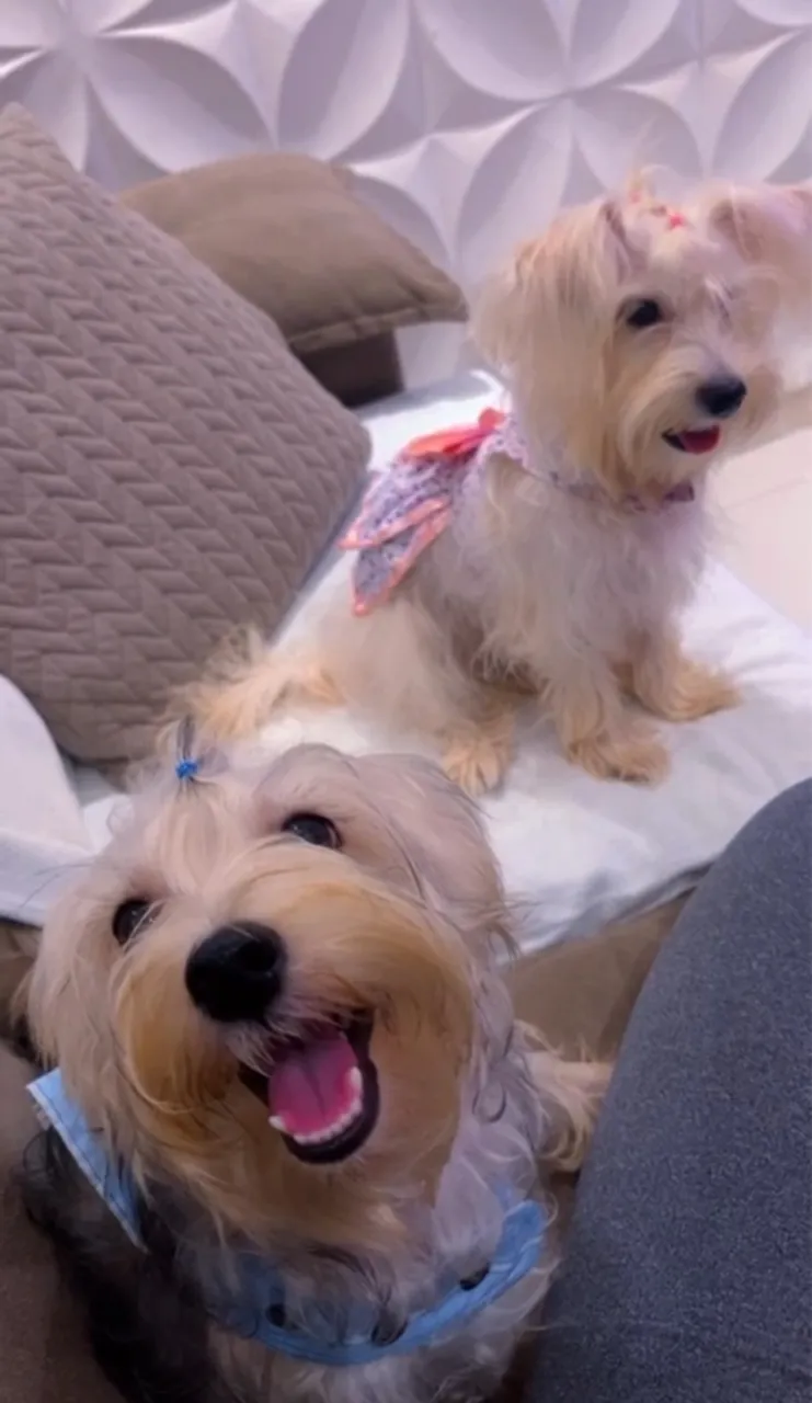 Lindos filhotes Maltês 