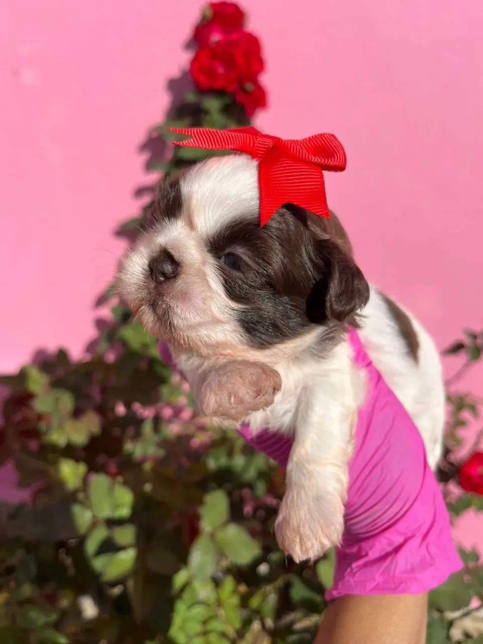 Shih Tzu Fêmea pelagem branca e chocolate, olhos verdes - Canil Best Friend - Foto 2
