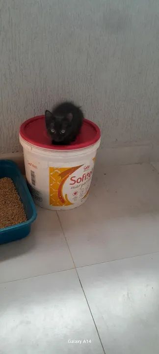 Doação responsável  - Foto 2