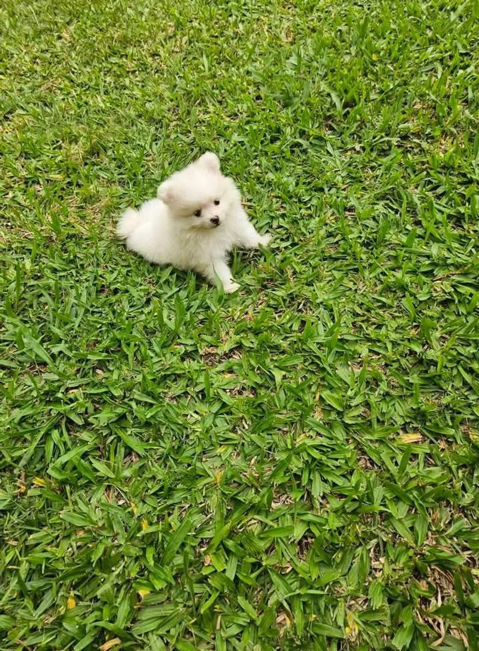 Filhote de Spitz Alemão anão, ursinho!!Leia todo anúncio!