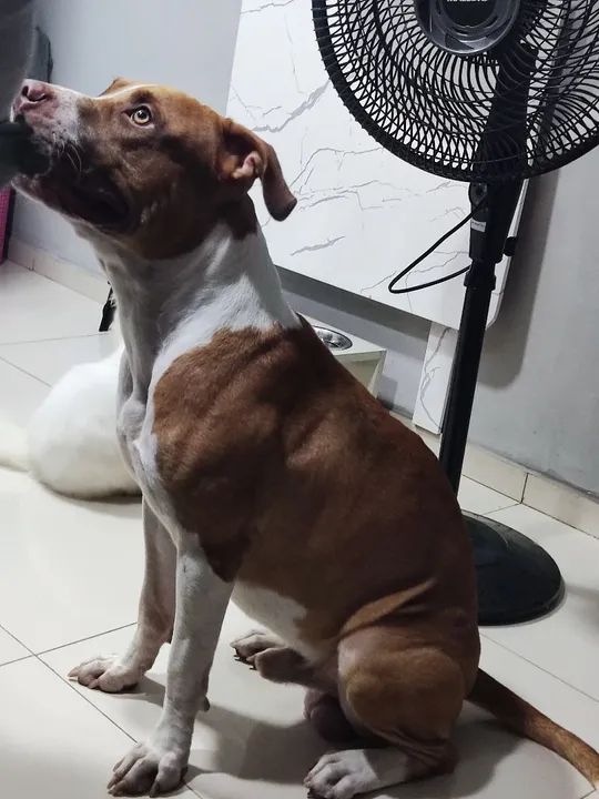 Pitbull adoção