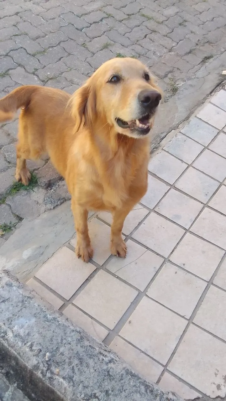 Casal de Golden Retriever pra Venda