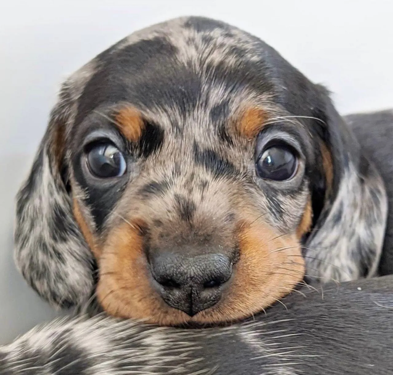 Basset filhote Dachshund Arlequim - Disponível!