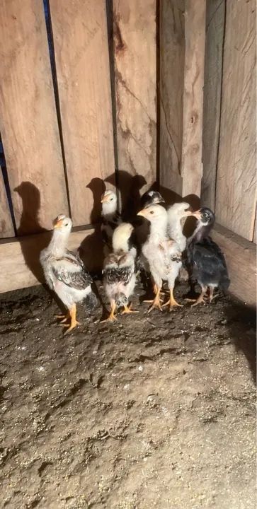 Pintinhos de raça índio (costeiro) - Foto 3