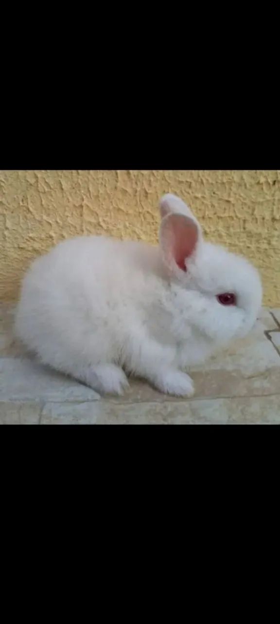 Vendo  2 coelhas FÊMEAS, 