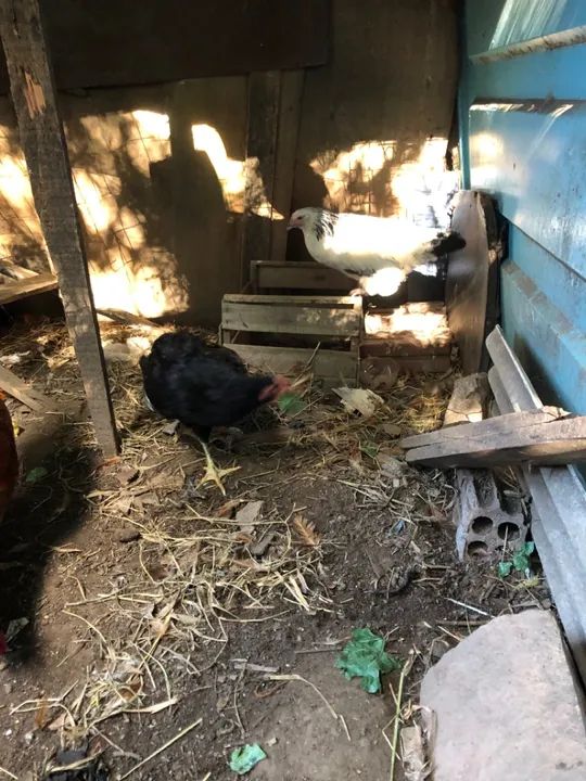 Galinhas de barbada  - Foto 3